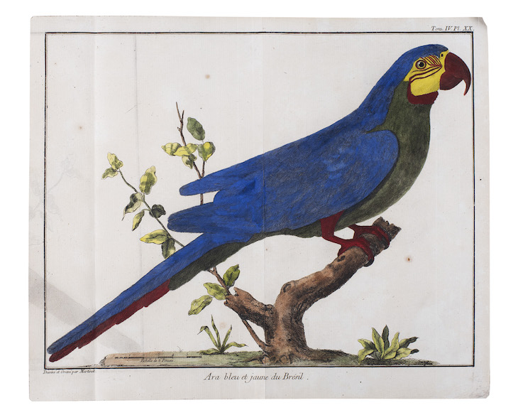Plate 20 from Ornithologie, Volume 1 (1760), illustration by Mathurin-Jacques Brisson.