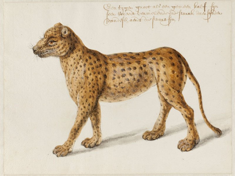 Jaguar (n.d.), Frans Post. Noord-Hollands Archief, Haarlem. Apollo magazine