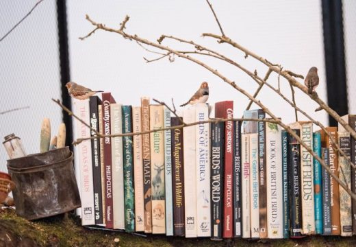 Installation view of Mark Dion's 'The Library for the Birds of London' (2018) at the Whitechapel Gallery, London, 2018, Photo: © Jeff Spicer/PA Wire