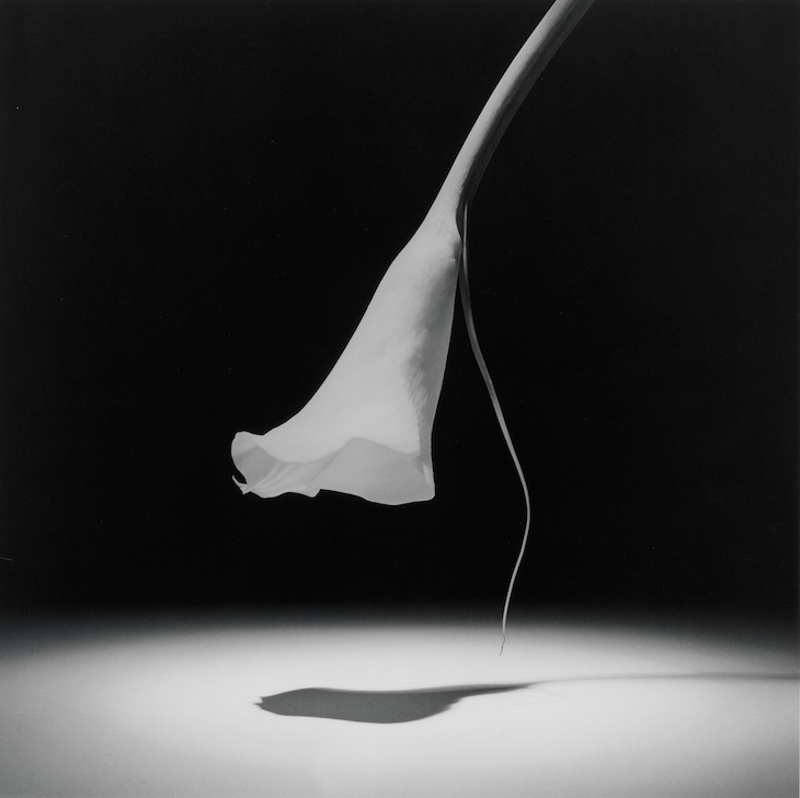 Calla Lilly, Mapplethorpe