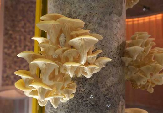 Mushroom installation at V&A