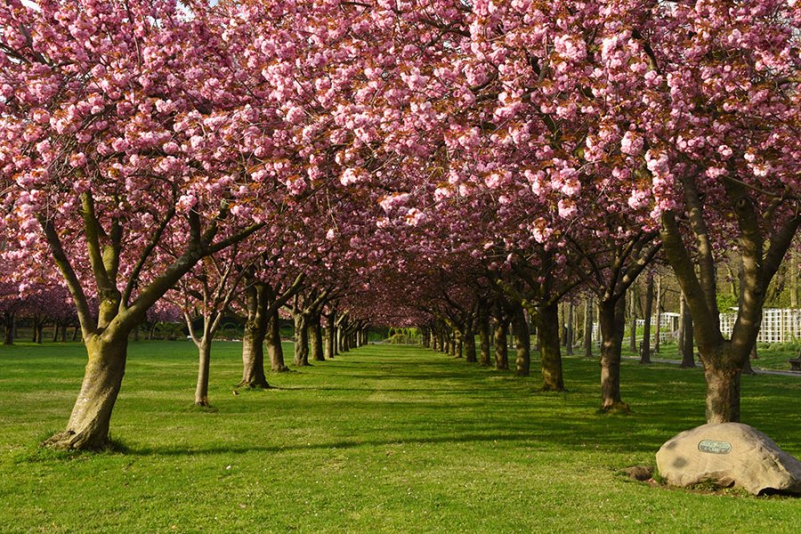 Prunus ‘Kanzan’ (flowering cherry cultivar) on Cherry Esplanade.