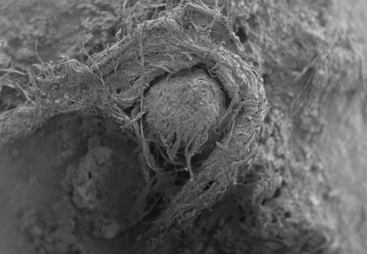 A scanning electron micrograph (SEM) of the cord fragment found at Abri du Maras.