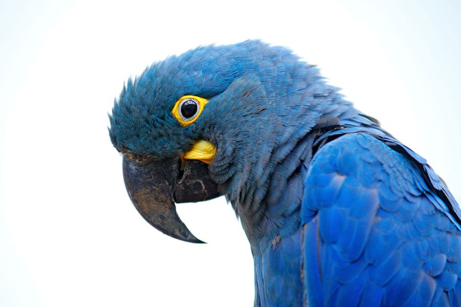 Bird’s eye – Lear’s macaw in its natural habitat.